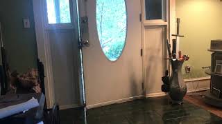 Dog (Lexi the Aussie) opens and shuts the door by Davishire Australian Shepherds 244 views 5 years ago 27 seconds