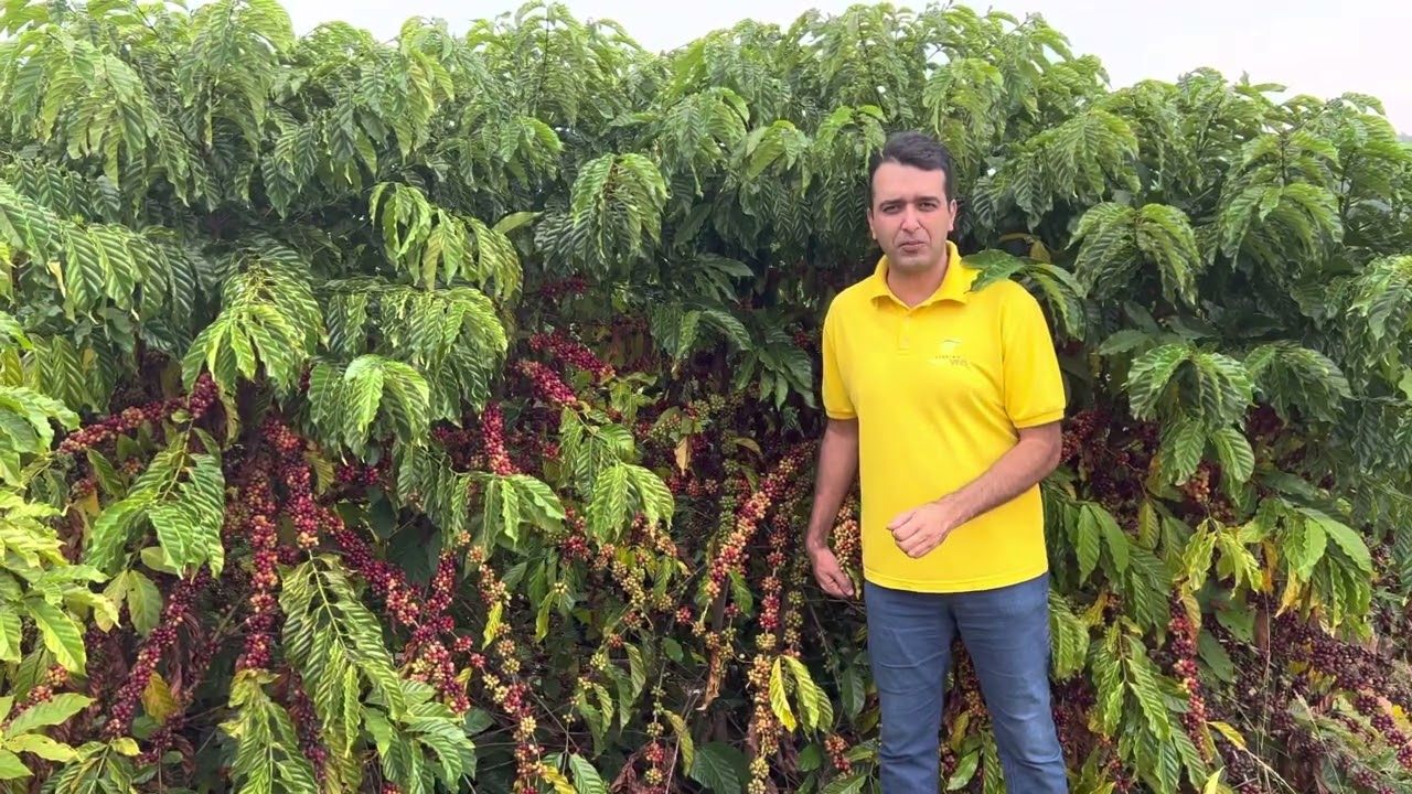 Cultivo do café conilon conquista produtores do Leste de Minas