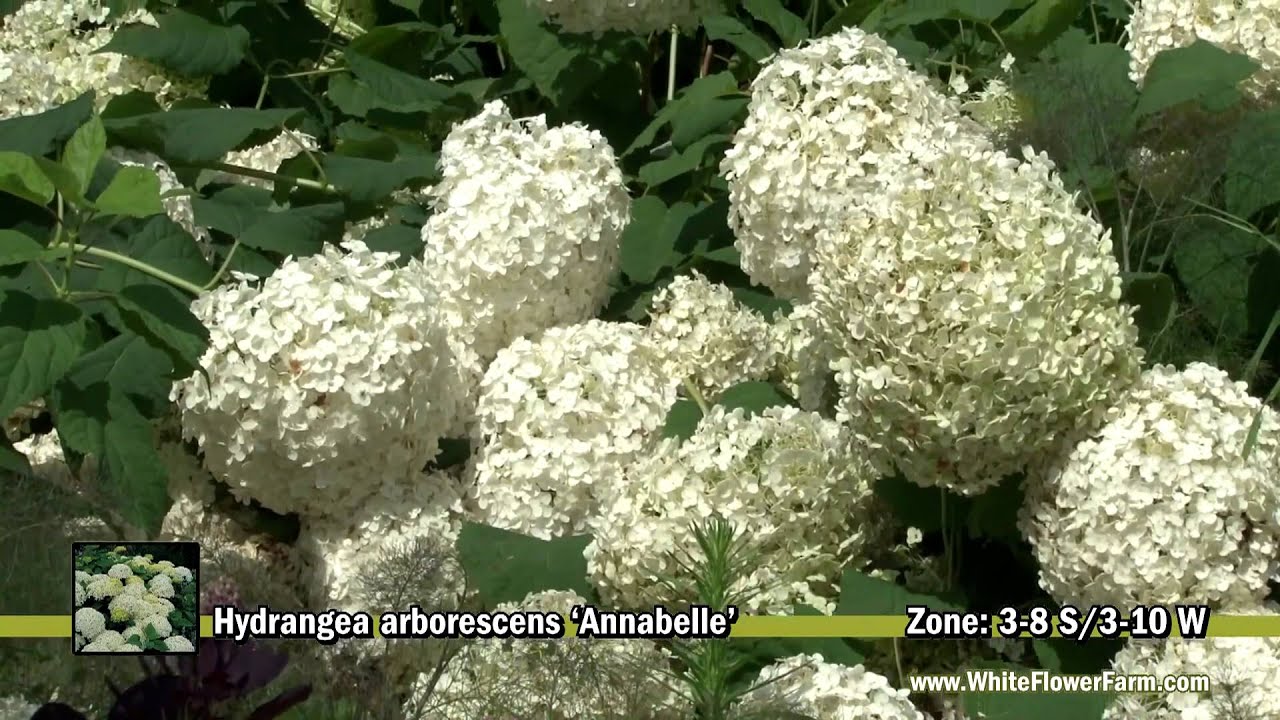 Hydrangea arborescens 39;Annabelle39;  YouTube