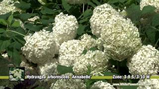 видео Hydrangea arborescens Invincibelle