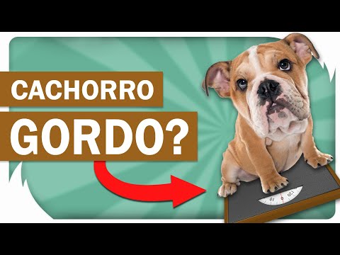 Vídeo: Como saber se o seu cão está com excesso de peso
