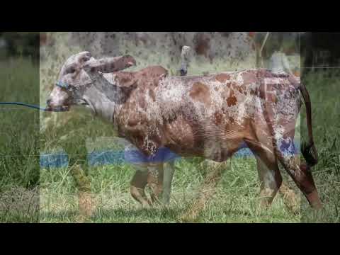 LOTE 23   FELICITY FIV 2B   ZAB2351