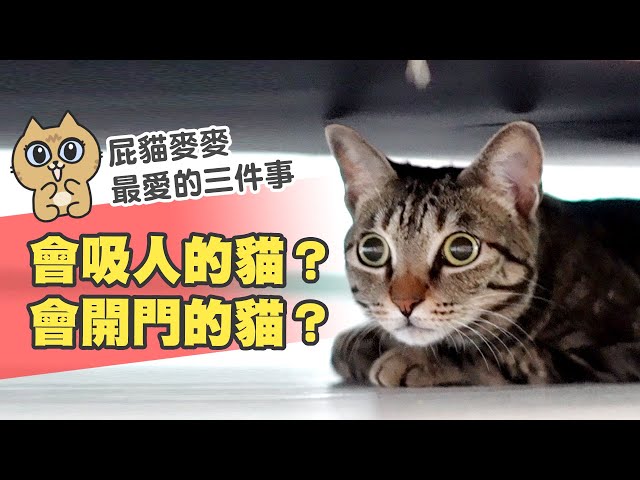 【辛卡の屁貓日記】2 會吸人的貓??麥麥最愛的三件事