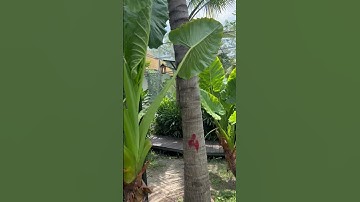 Cá rồng Hồng Anh Củ Chi #2025 #nature #travel #saigon #coffee #thuduccity #dulich #dulichvietnam