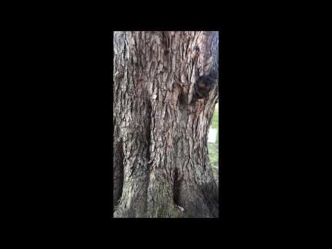 177 inches: tapping a mighty silver