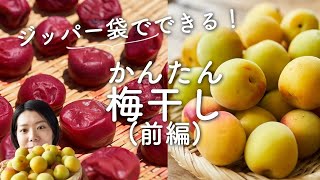 【袋でできる】簡単梅干しのレシピ・作り方(前編)