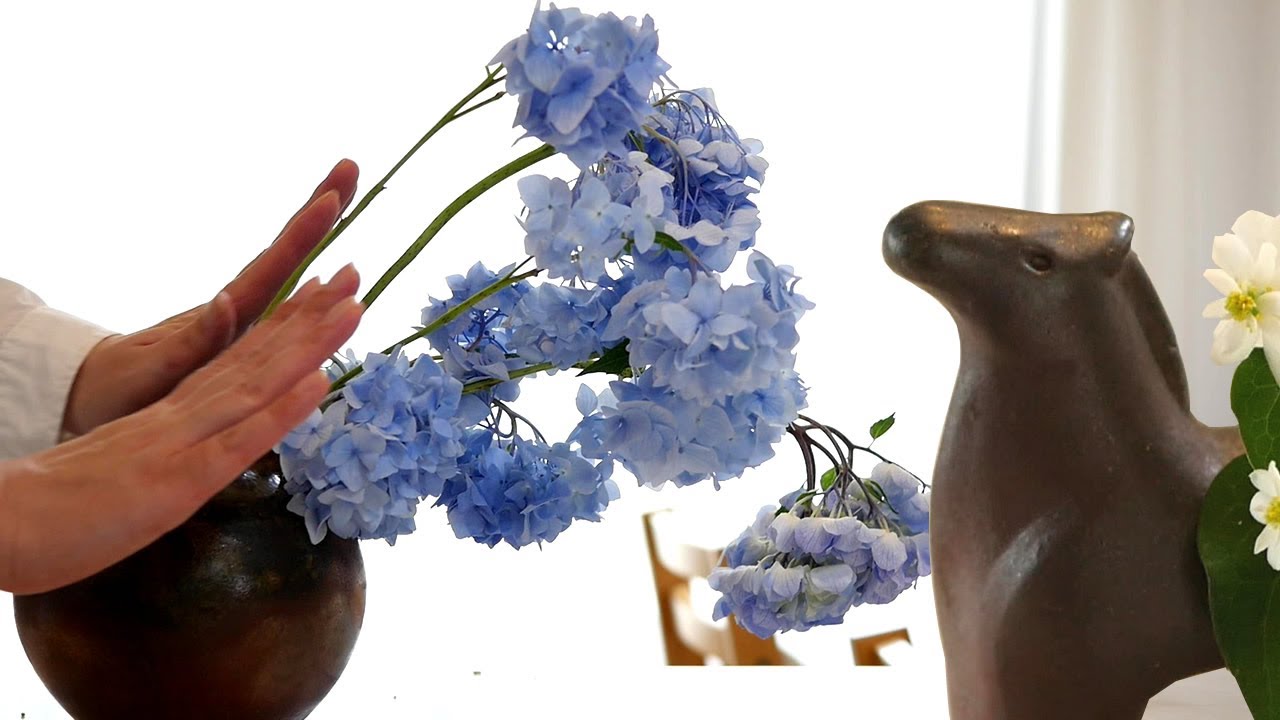 Magic How To Rejuvenate Hydrangea Introducing Professional Tricks Youtube