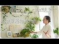 #19 観葉植物の飾り方 ~娘の部屋編~ Decorating My Daughter's Room with Plants