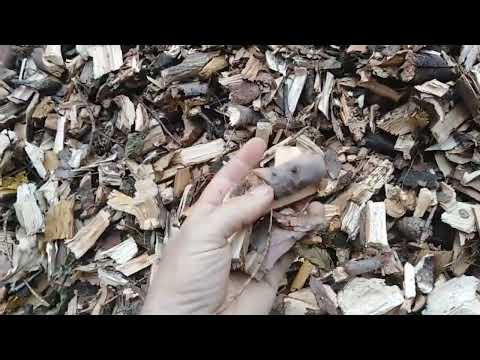 SCREW BRANCH CHIPPER