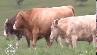 Fleckvieh: Why Most farmers want this cow - Part 2