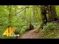 4K Forest Walk Accompanied by Bird Singing - Coal Creek Natural Area, Newcastle, WA State