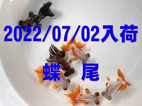 蝶尾 2022.07.02入荷 kingyobest.com -京阪錦鯉センター- - YouTube