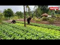 CEO Quits City Life: Building an Organic Farm to Grow HEALTHY Superfoods!