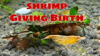 Orange Neocaridina Shrimp Giving Birth