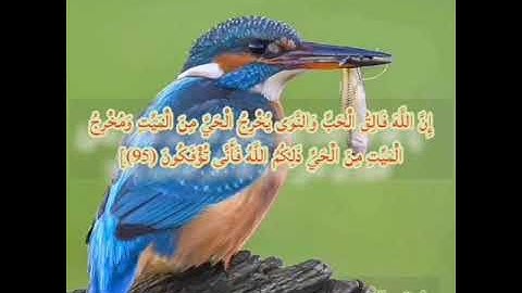 سورة الأنعام الصفحة 140 مكررة بصوت الشيخ أيمن سويد