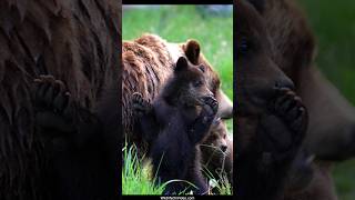 Adorable Grizzly Bear Cubs of the Year with Mum