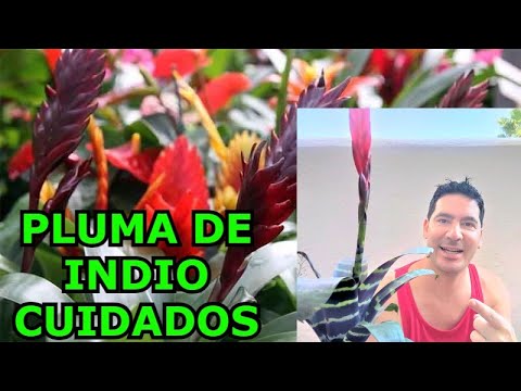 Video: Plumas de hierba ornamental: cómo convertir una hierba ornamental en una pluma