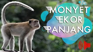 Monyet Ekor Panjang (Monkey Sound)