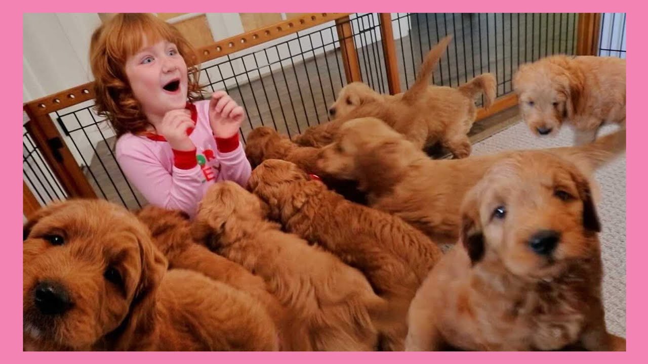 9 PUPPY SURPRISE para Adley & Niko Escondendo filhotes dentro de casa