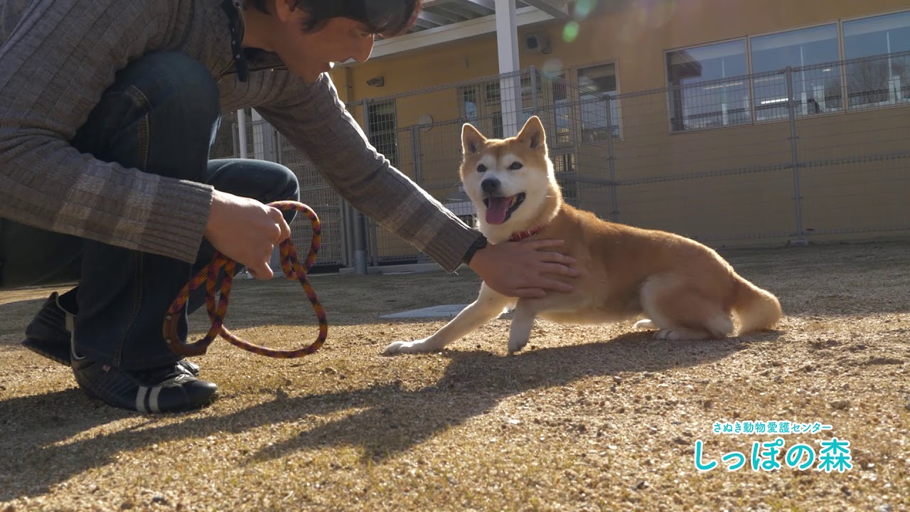 しっぽの森について｜香川県