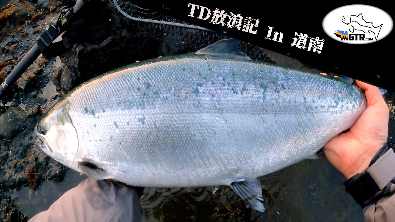 TD放浪記 道南サクラマス釣り