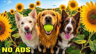 12 Hours of Dog TV for Dogs to Watch 🐶🎹 | Soft Piano Melodies for Anxiety Relief 🌙 | No Ads screenshot 5