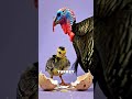 What if you crossed an eagle with a turkey? #animals #whatif #viral #eagle #turkey