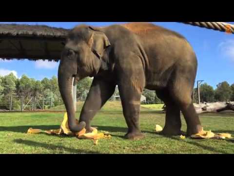 Elephant just loves smashing giant pumpkins   Daily Mail Online