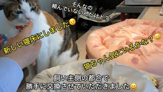 猫ちゃん達〜　寝床新しくしたけど感想いかが