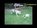 Great Dane, Puppies, For, Sale, In, East Honolulu, Hawaii, HI, Makaha, Pukalani, Haiku Pauwela, Mail Great Dane, Puppies, For, Sale, In, East Honolulu, Hawaii, HI, Makaha, Pukalani, Haiku Pauwela, Mail