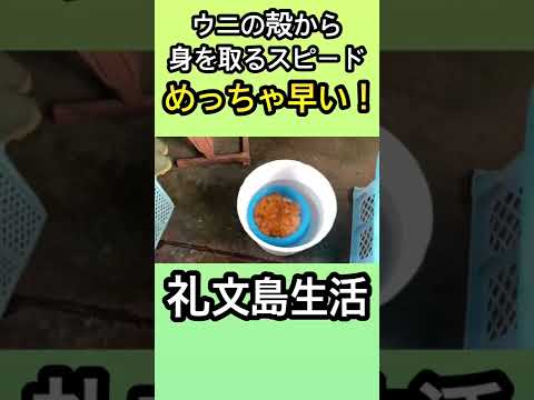 ウニの殻剥きは礼文島民めっちゃ早い！！