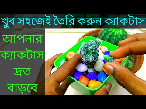 ভিডিও: কিভাবে একটি ক্যাকটাস সঠিকভাবে প্রতিস্থাপন?