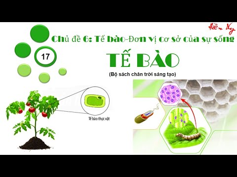 Video BÀI 17: TẾ BÀO (KHOA HỌC TỰ NHIÊN 6)-CHÂN TRỜI SÁNG TẠO - youtube