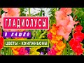 ГЛАДИОЛУСЫ в садовых горшках и цветы-компаньоны в середине лета #1