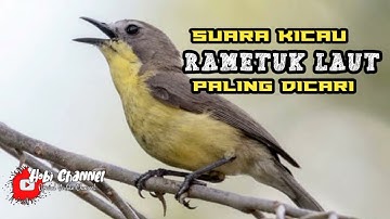 Suara Asli Burung Rametuk Laut / Siur . Ampuh Untuk PIKAT Dan PANCING BUNYI
