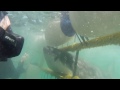 White Shark Attack - Cage Diving - Gansbaai, South Africa