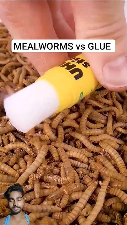 do-mealworms-eat-glue-glue-mealworms-worms-youtube