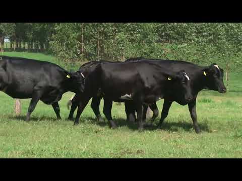 LOTE 221   21º LEILÃO SANTA LUZIA   LEITE COM RAÇA🥛🐄