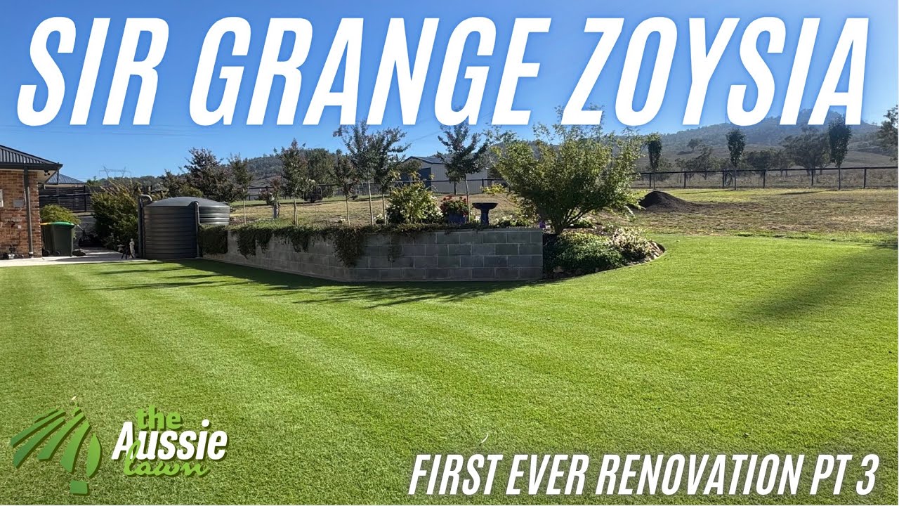 От облысевшей кроны до крепкой кроны | Реконструкция кроны зойсии в сэр Грейндж, часть 3