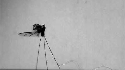 Beetle-mimicking flapping system: Takeoff