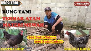 Telur Ayam Australorp X Barredrock