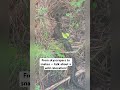 I MOVED TO MYRTLE BEACH AND NOW I’M DODGING GATORS &amp; BEARS #NYC #science #shortvideo #southcarolina