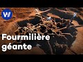 Excavation dune fourmilire souterraine gante au brsil  merveilles de la nature