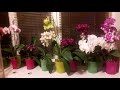 #Орхидеи - моя любовь 😍 Мои #Фаленопсисы в цвету 🤗