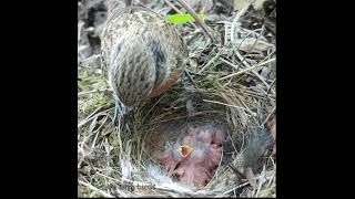 Download Lagu Induk burung sedang memberi makan anak²nya MP3