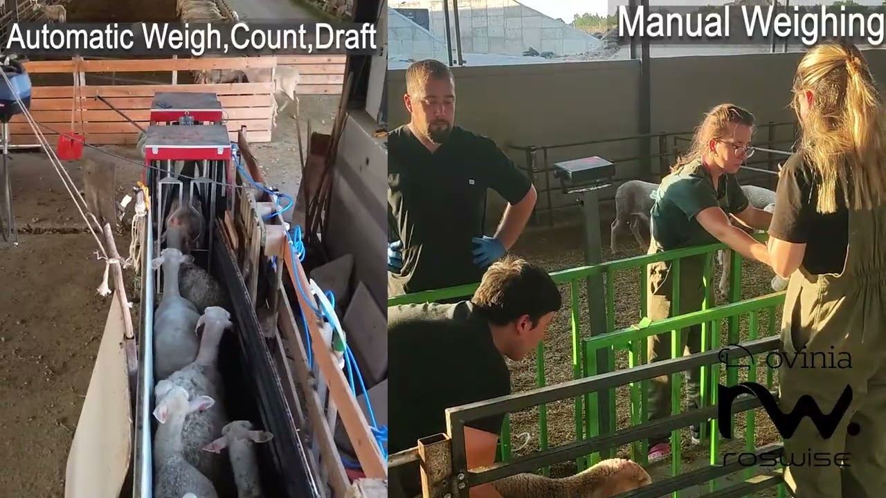 Manual Tartım vs Scaleep Pro Otomatik Tartım, Sayım ve Ayırma