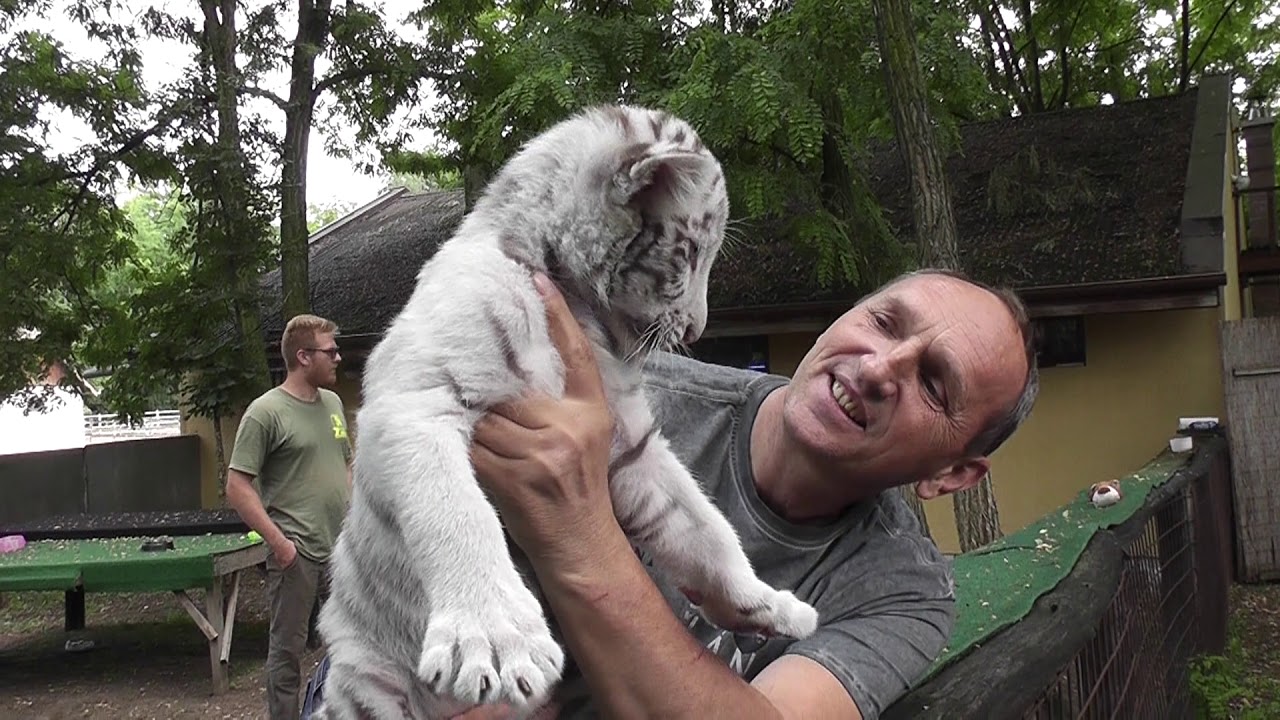 2018.07.07. Kismacskák és nagymacskák a Magán Zoo-ban - Felsőlajoson