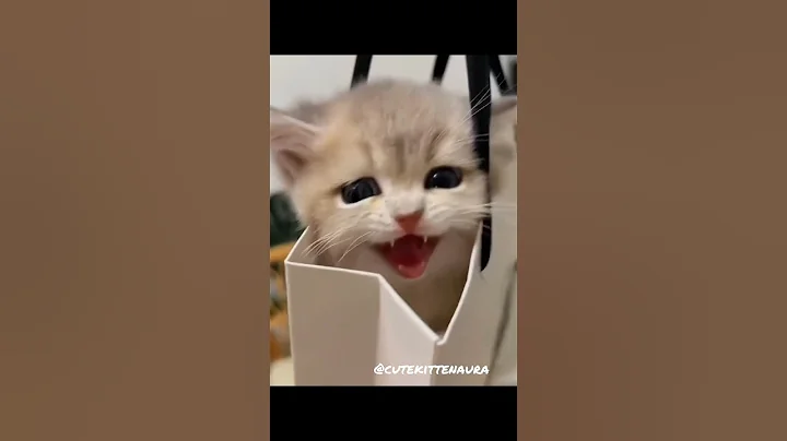 Video 10407981: cutecat pets catlover meow, kitten meow catlover cutecat, kitten meow cutecats funnycats, cat cutecat meow funnycat, pet catlover meow cute, pets meow funny cutecat