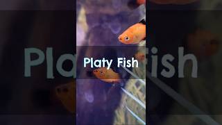 Meet the Platy Fish 🐠