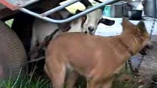 Goat Style.mp4 Goat Style.mp4